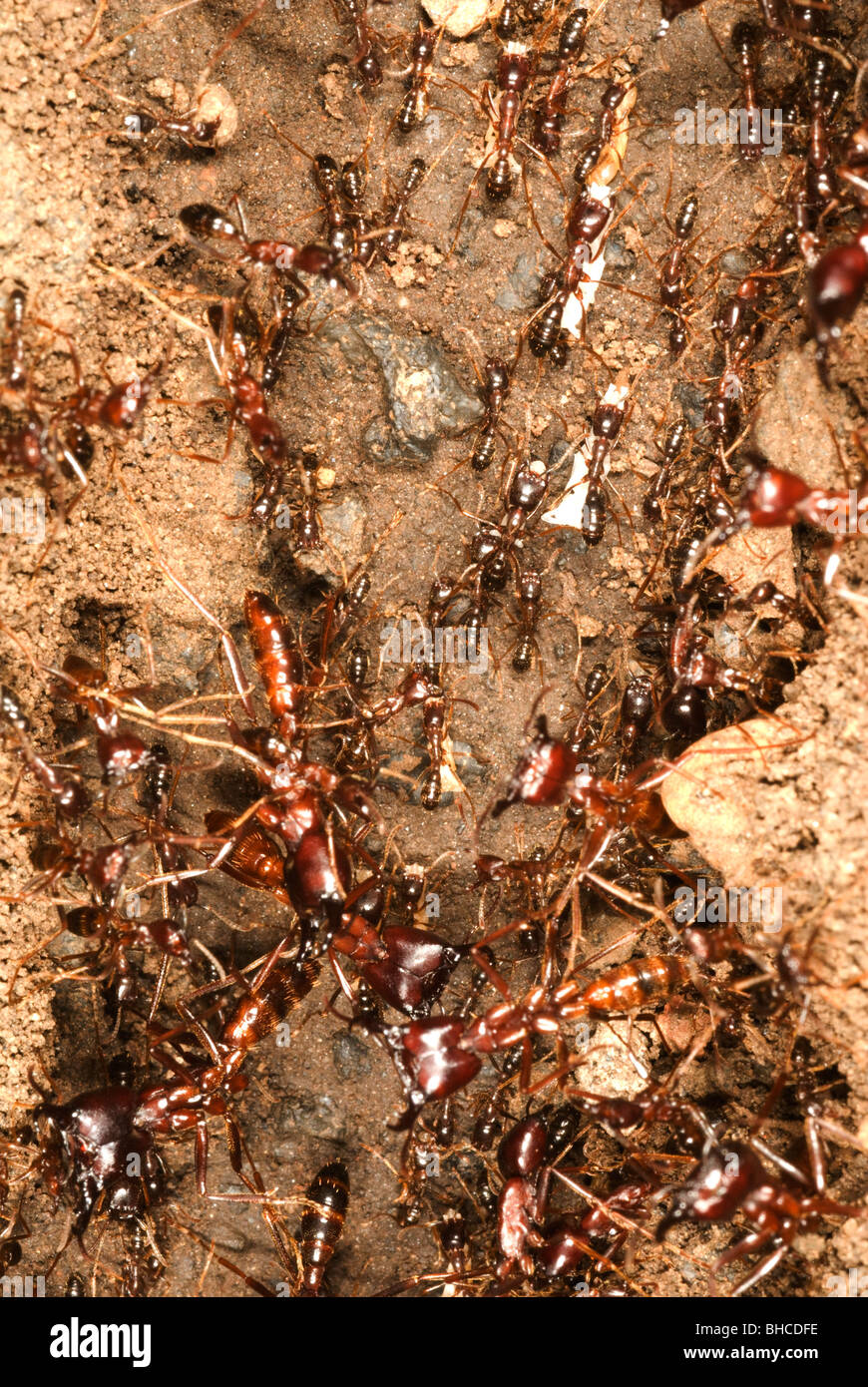 Dung beetle Stock Photo