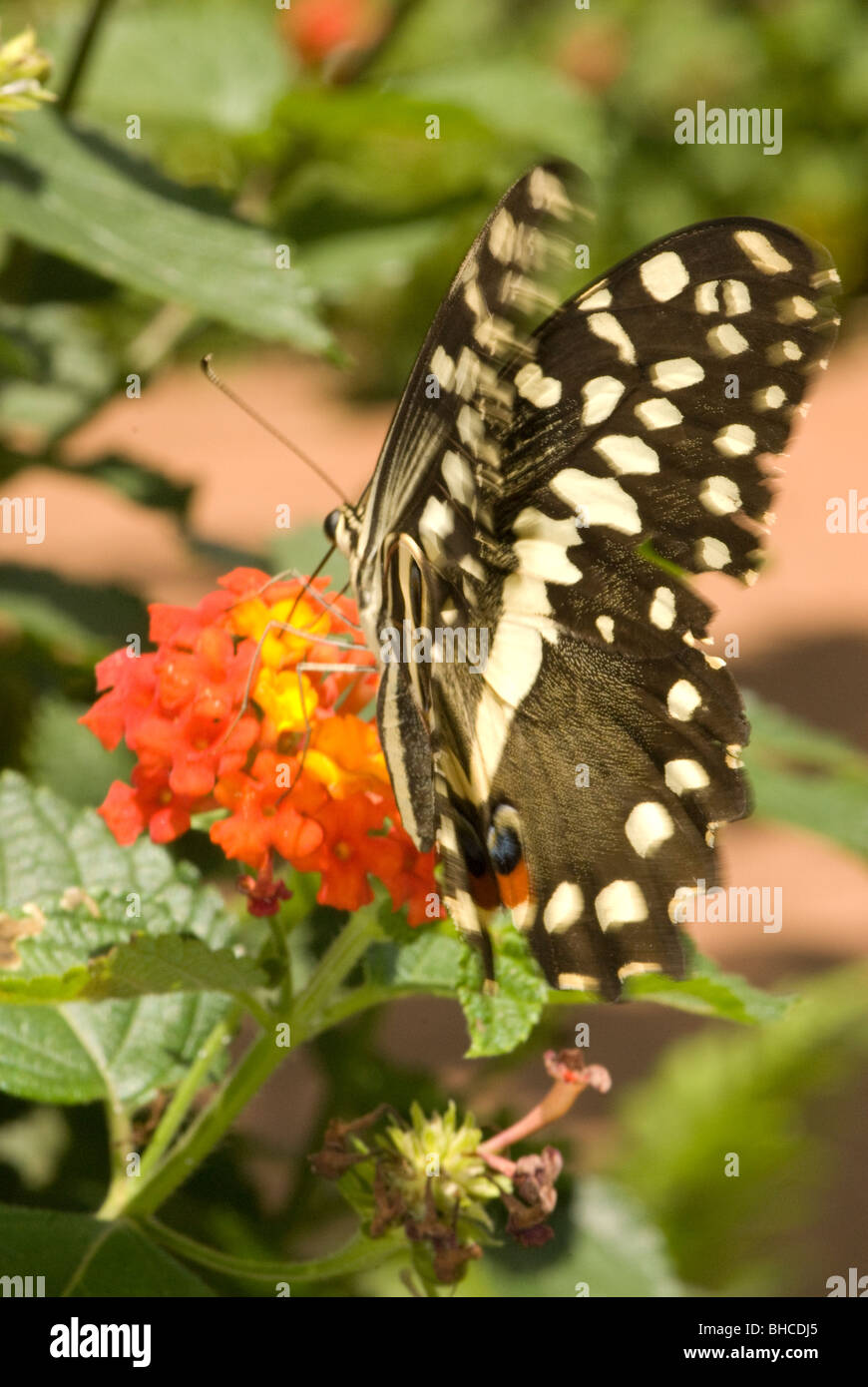 Papilio grosesmithi photographed in Tanzania, Africa foraging on the nectar of Lantana flowers Stock Photo