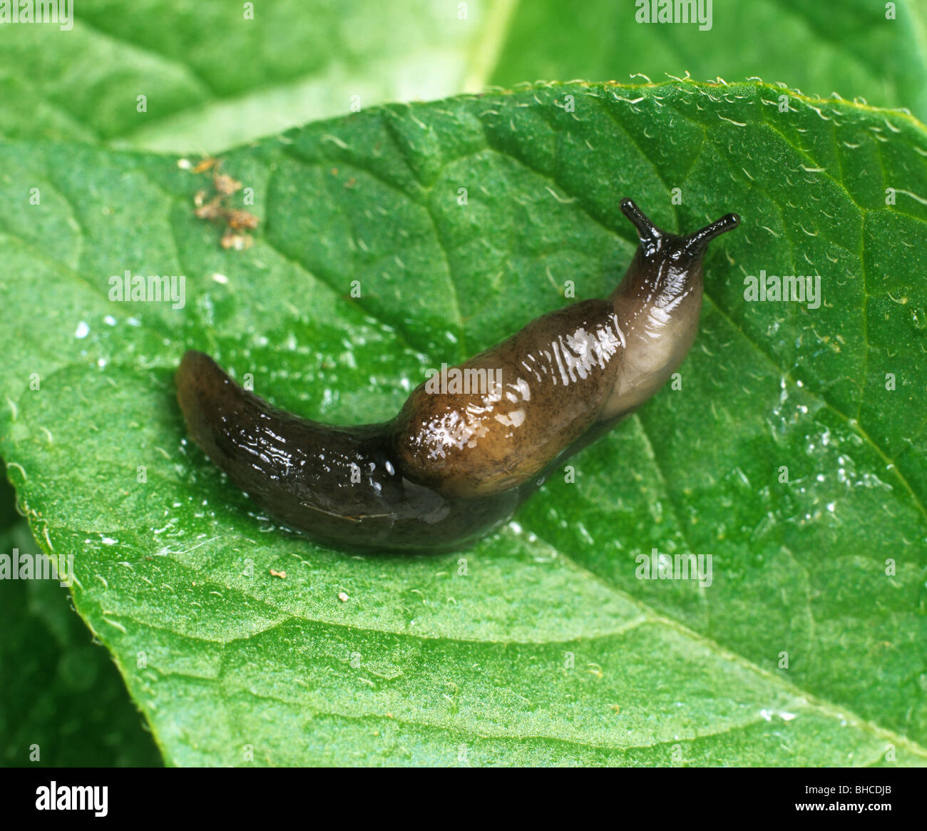 Slug with swollen mantle parasitised by Phasmarhabditis nematodes Stock Photo