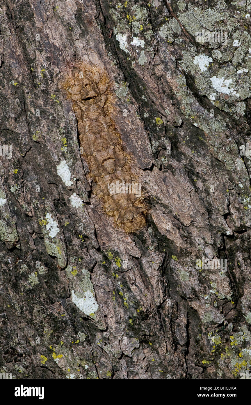 Cryptic caterpillar hidden on tree bark, photographed in Tanzania, Africa. Stock Photo