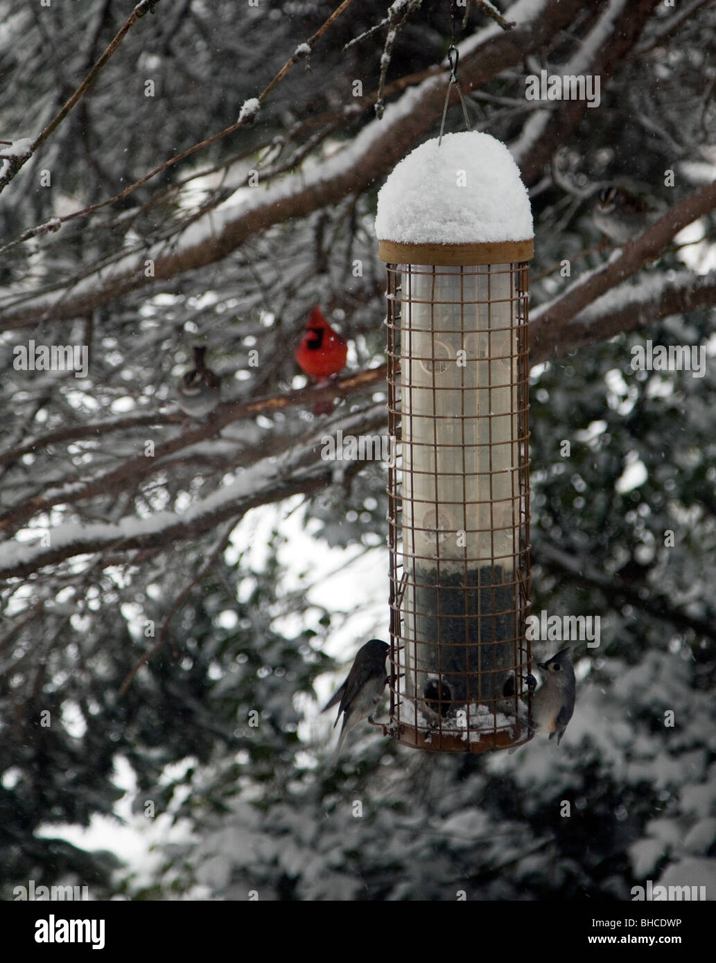 Birds eating seeds from a bird feeder Stock Photo Alamy