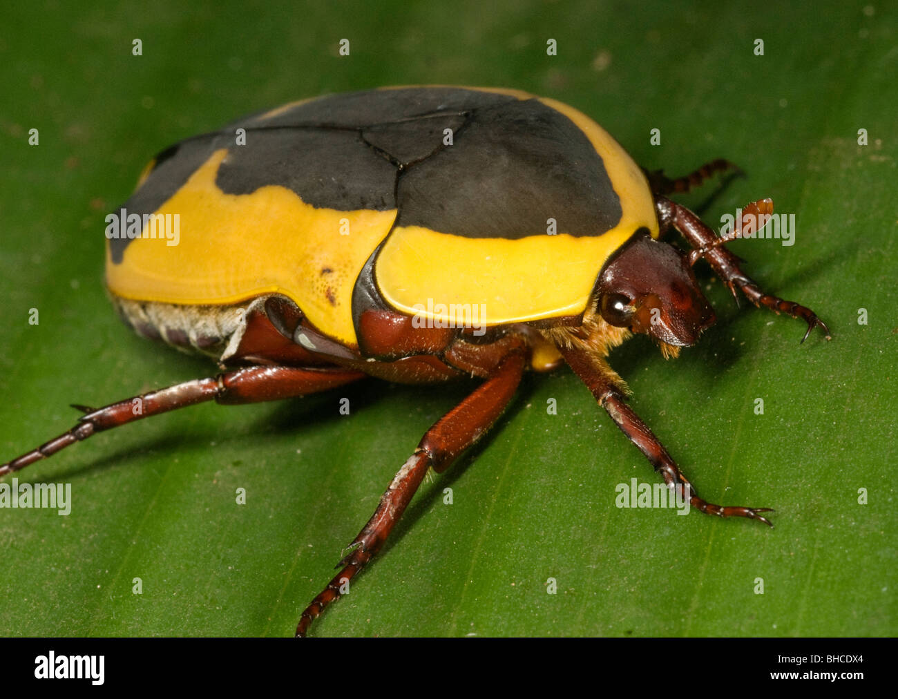 Scarab fruit beetle, Pachnoda sp.  Photographed in Tanzania, Africa. Stock Photo