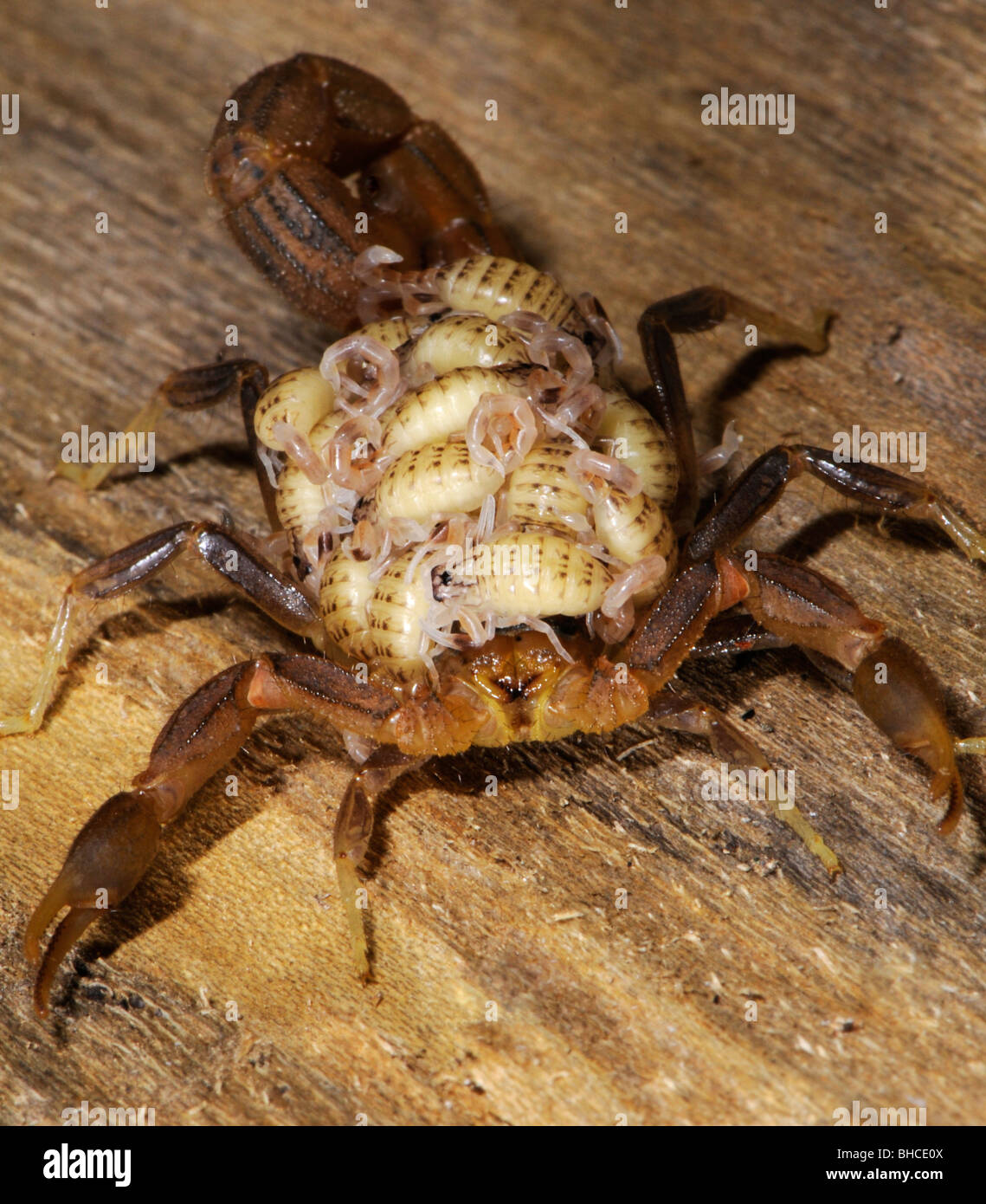 Hottentota scorpion, carrying its young, photographed in Tanzania, Africa Stock Photo