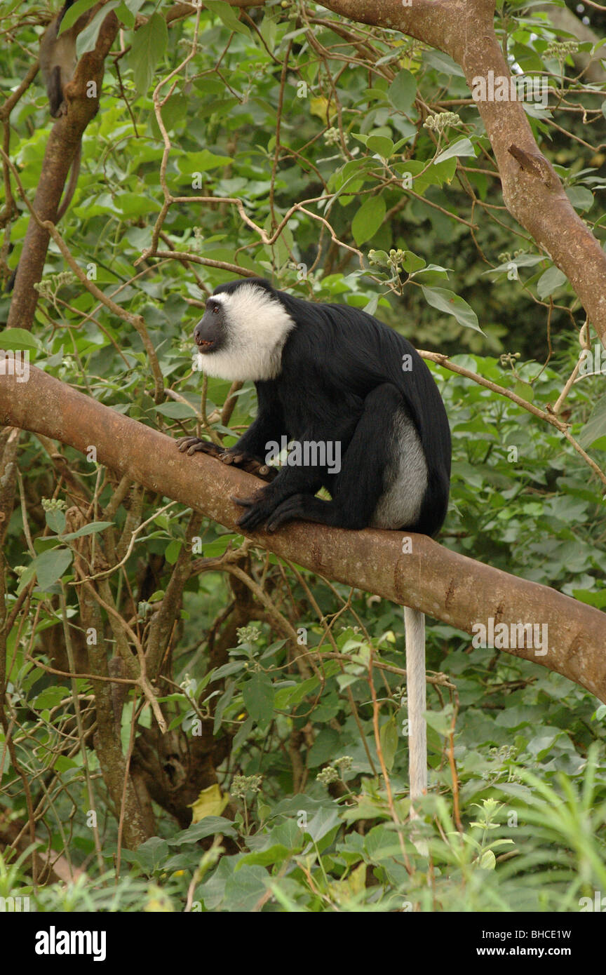 Western black-and-white colobus monkey (Colobus polykomos) in rainforest, Ghana Stock Photo