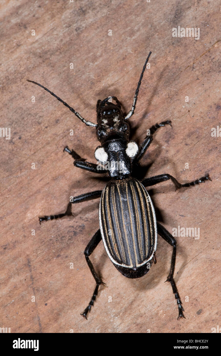 Ground beetle photographed in Tanzania, Africa. Stock Photo