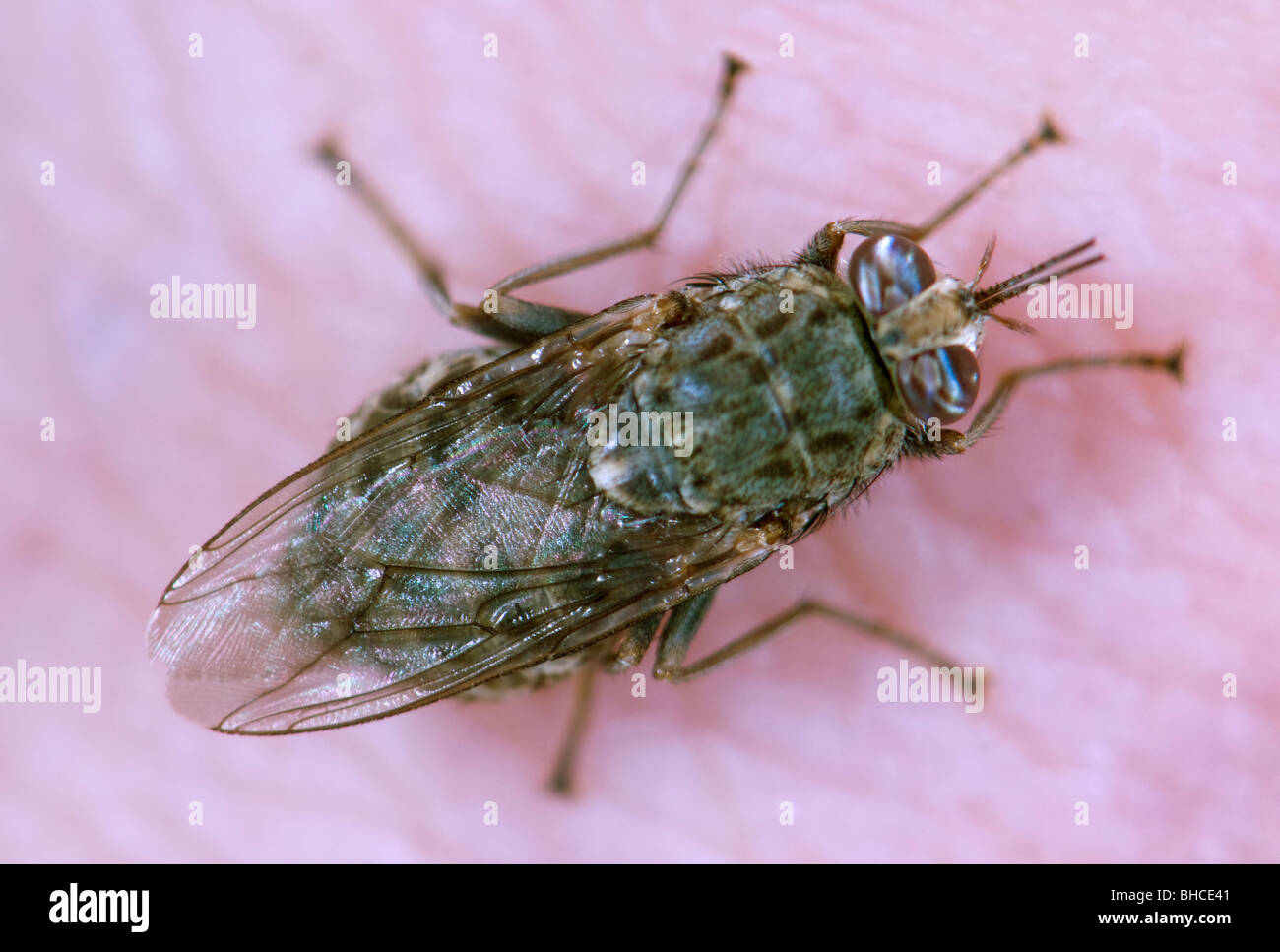 Tsetse fly biting and feeding on a person. Stock Photo