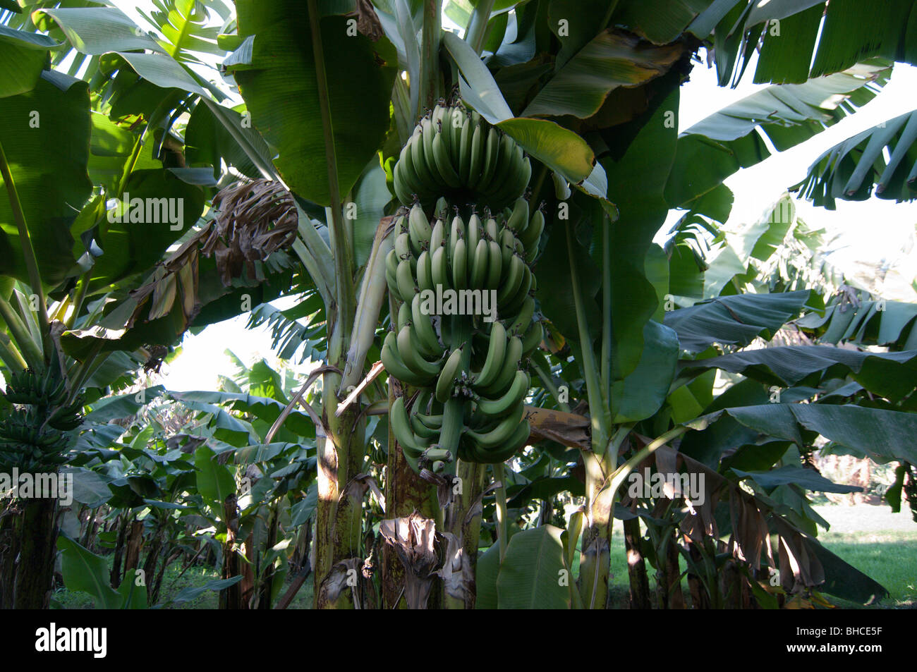 Ready to harvest bananas on a tree on Banana Island, Luxor Stock Photo