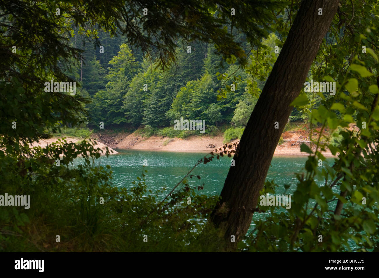Lake in forest Stock Photo