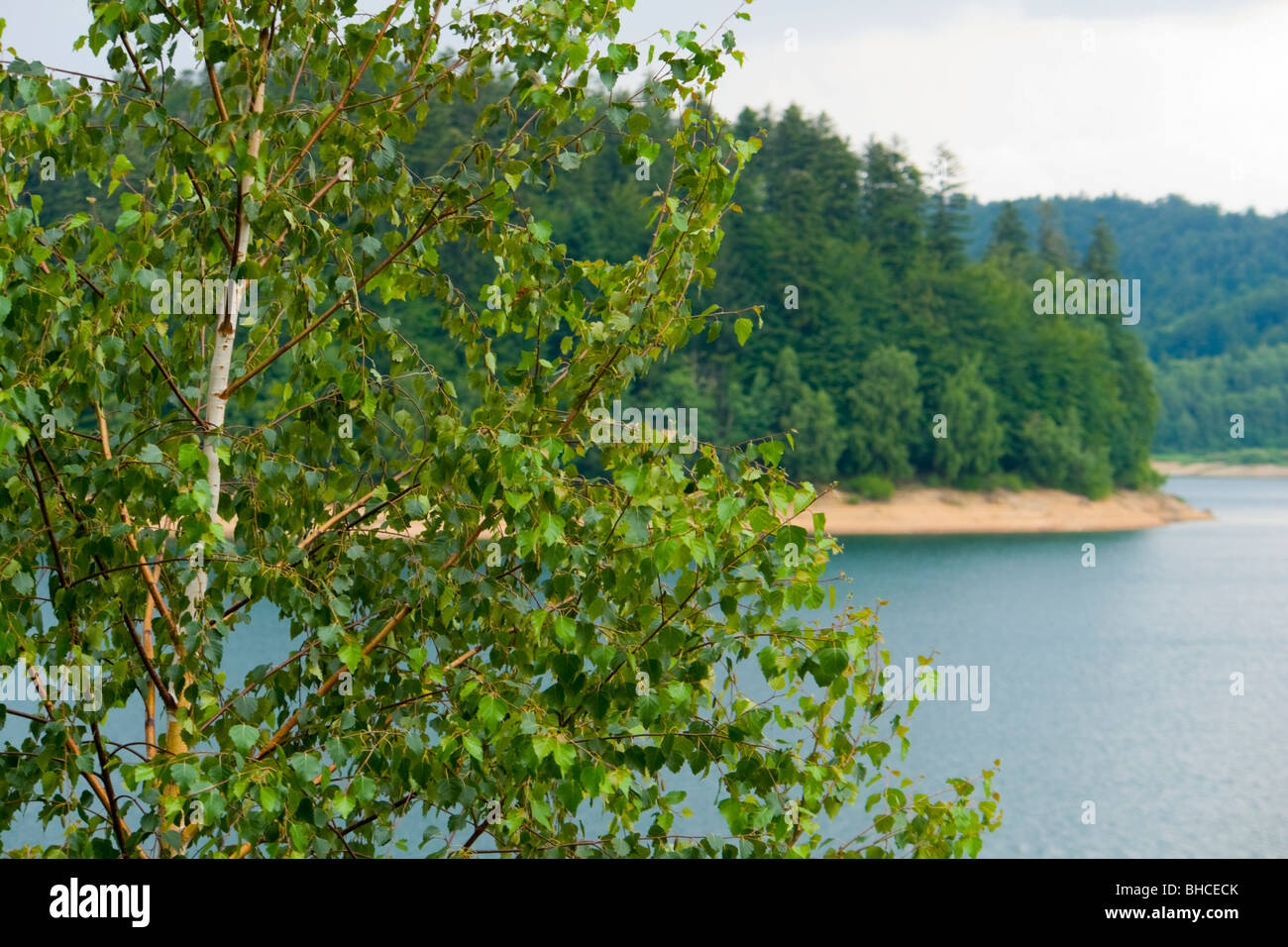 Lake in forest Stock Photo