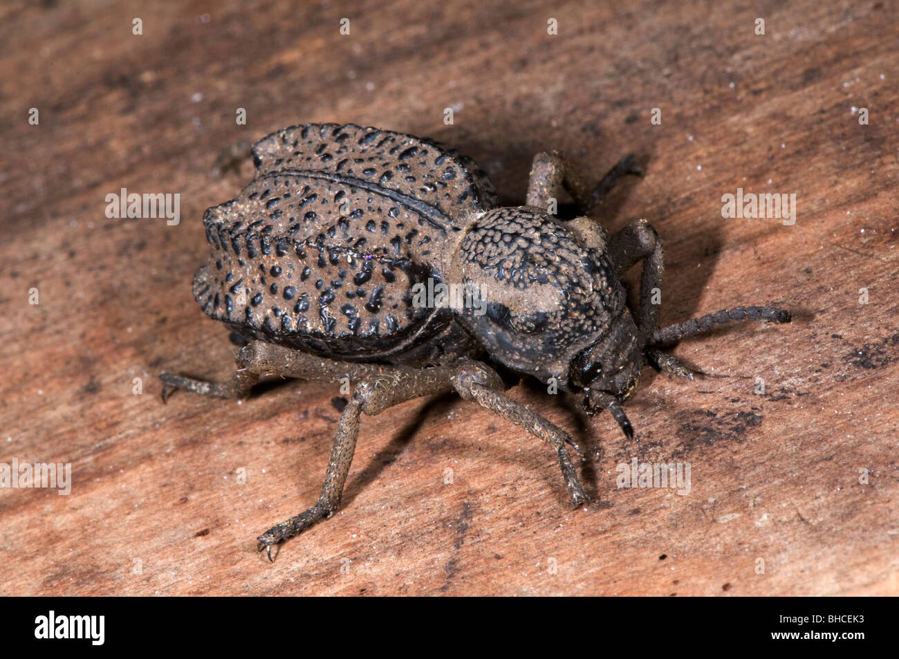 Tenebrionid beetle photographed in Tanzania, Africa. Stock Photo