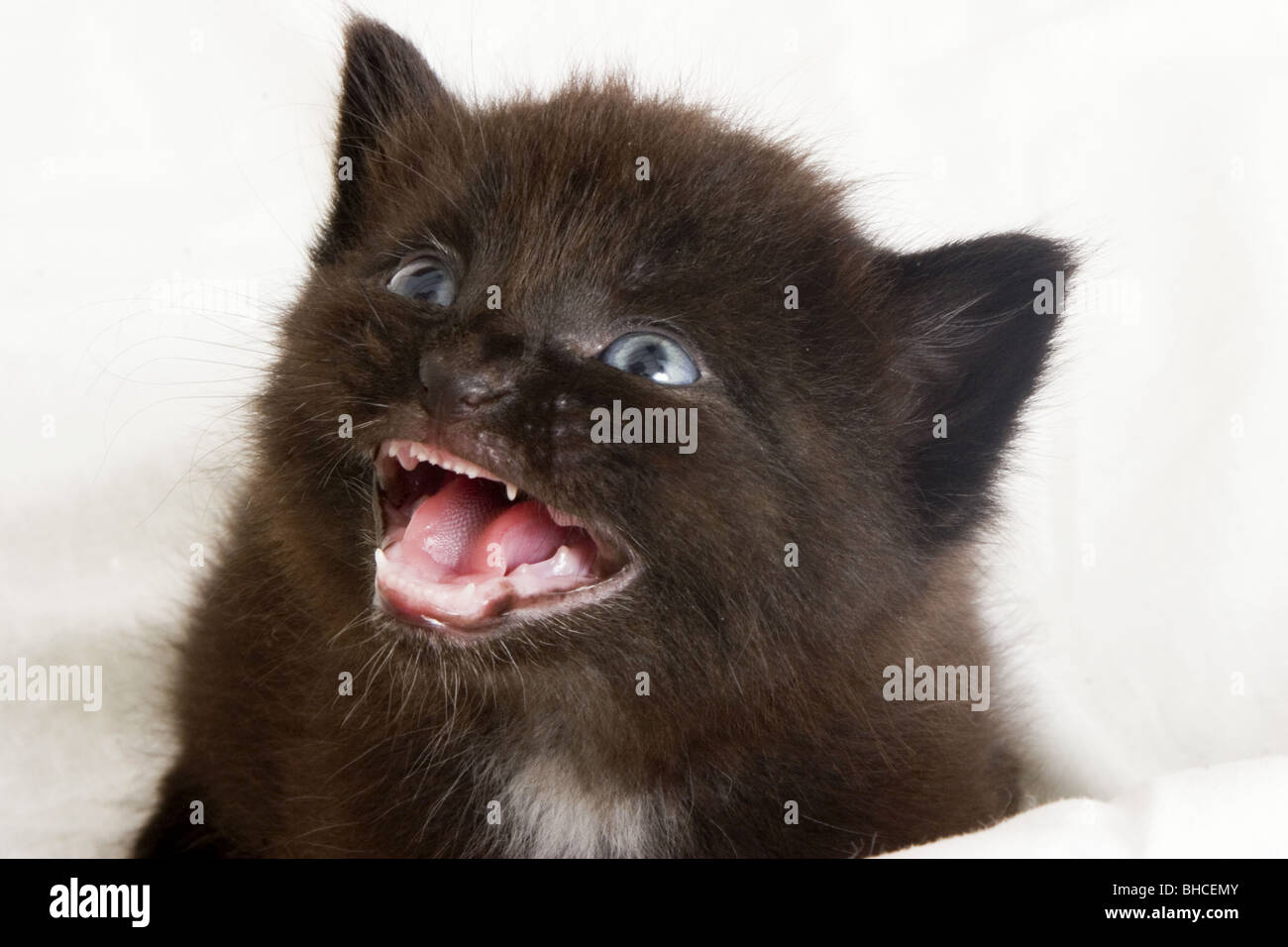 Cats meowing very loudly ( Very Angry Cats ) 