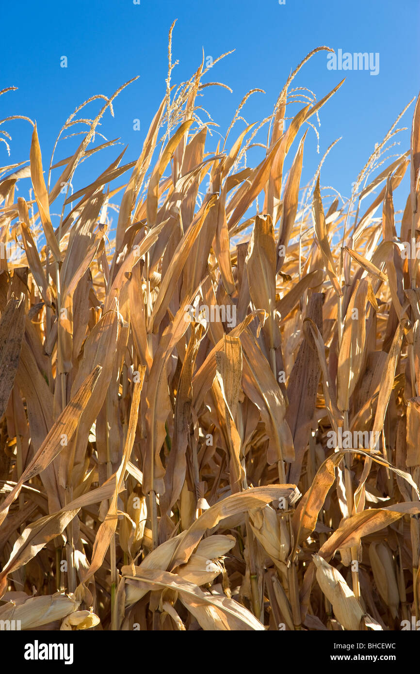Dry corn stalks in field, blue sky. Stock Photo