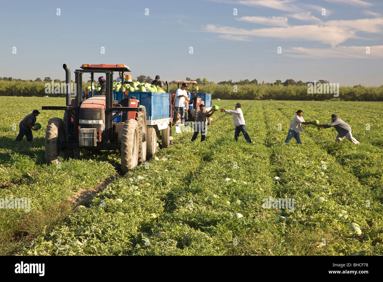 Watermelon harvest, workers loading trailer. Stock Photo