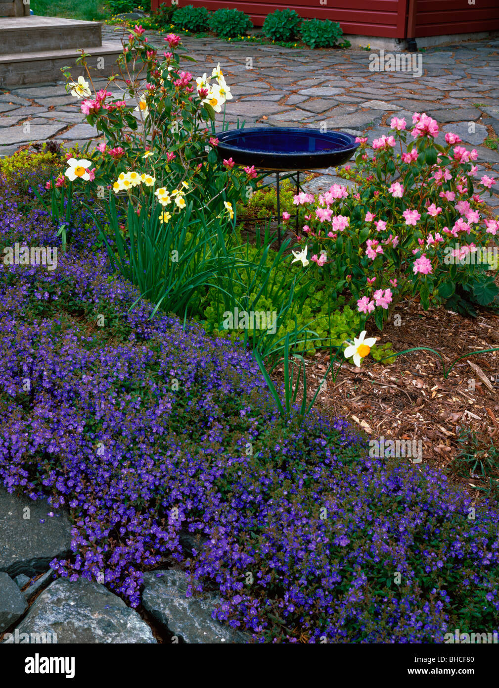 A blue bird bath rests among 'Pioneer pink' rhododendrons, narcissus and Veronica peduncularis on Vashon Island, WA Stock Photo