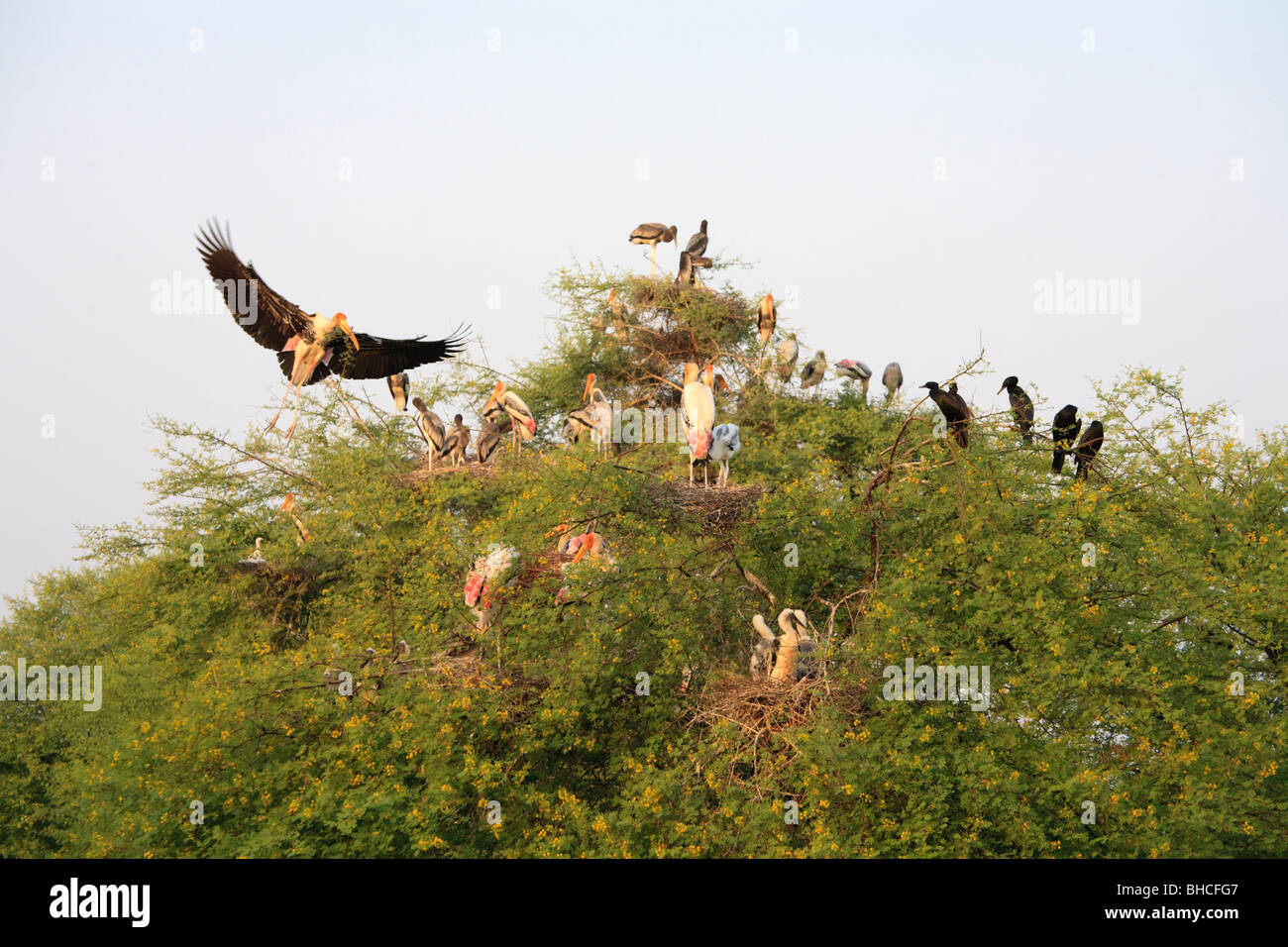 Painted Storks, Keoladeo National Park, Rajasthan, India Stock Photo