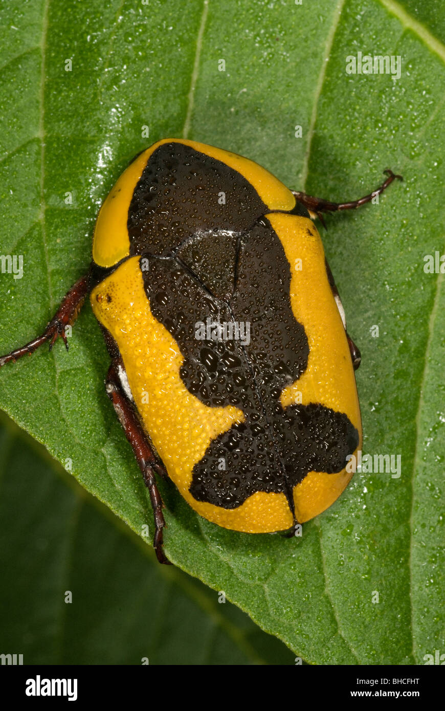 Scarab fruit beetle, Pachnoda sp.  Photographed in Tanzania, Africa. Stock Photo