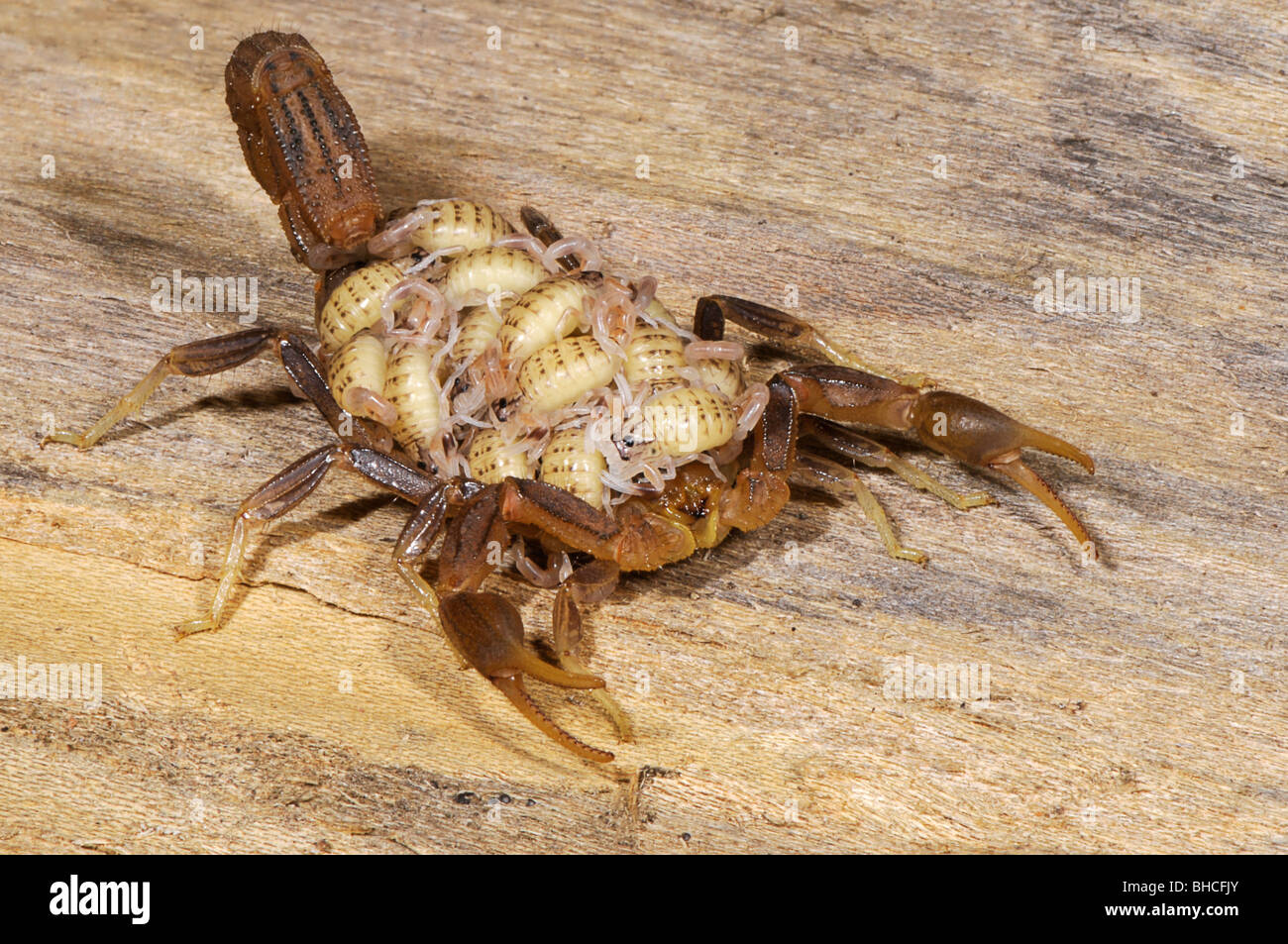 Hottentota scorpion, carrying its young, photographed in Tanzania, Africa Stock Photo