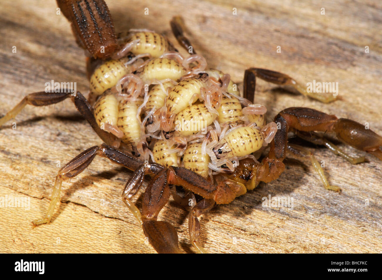 Hottentota scorpion, carrying its young, photographed in Tanzania, Africa Stock Photo