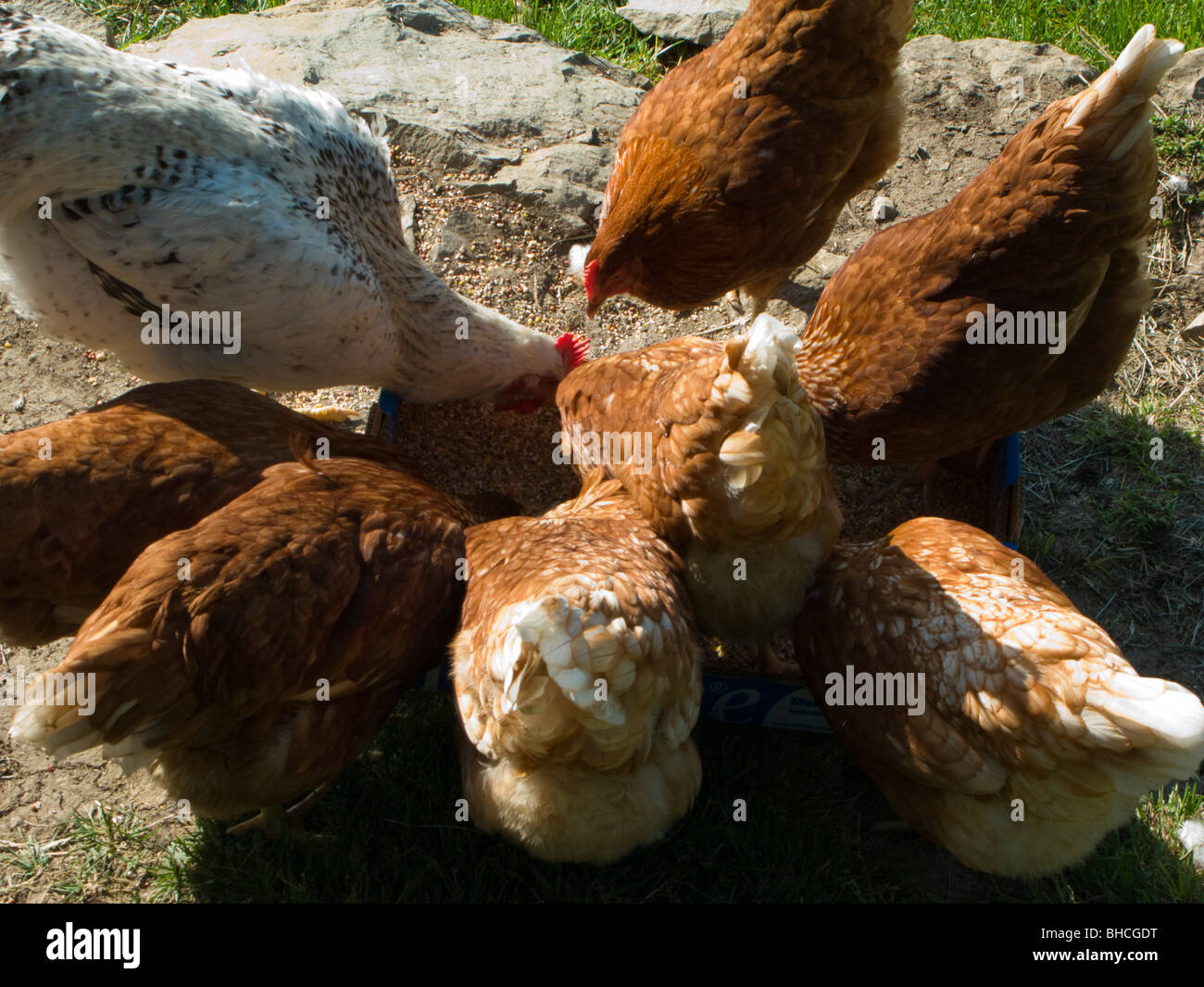 Free range chickens in garden Stock Photo