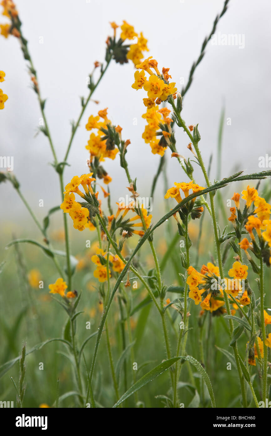 Fiddleneck flowering, noxious weed. Stock Photo
