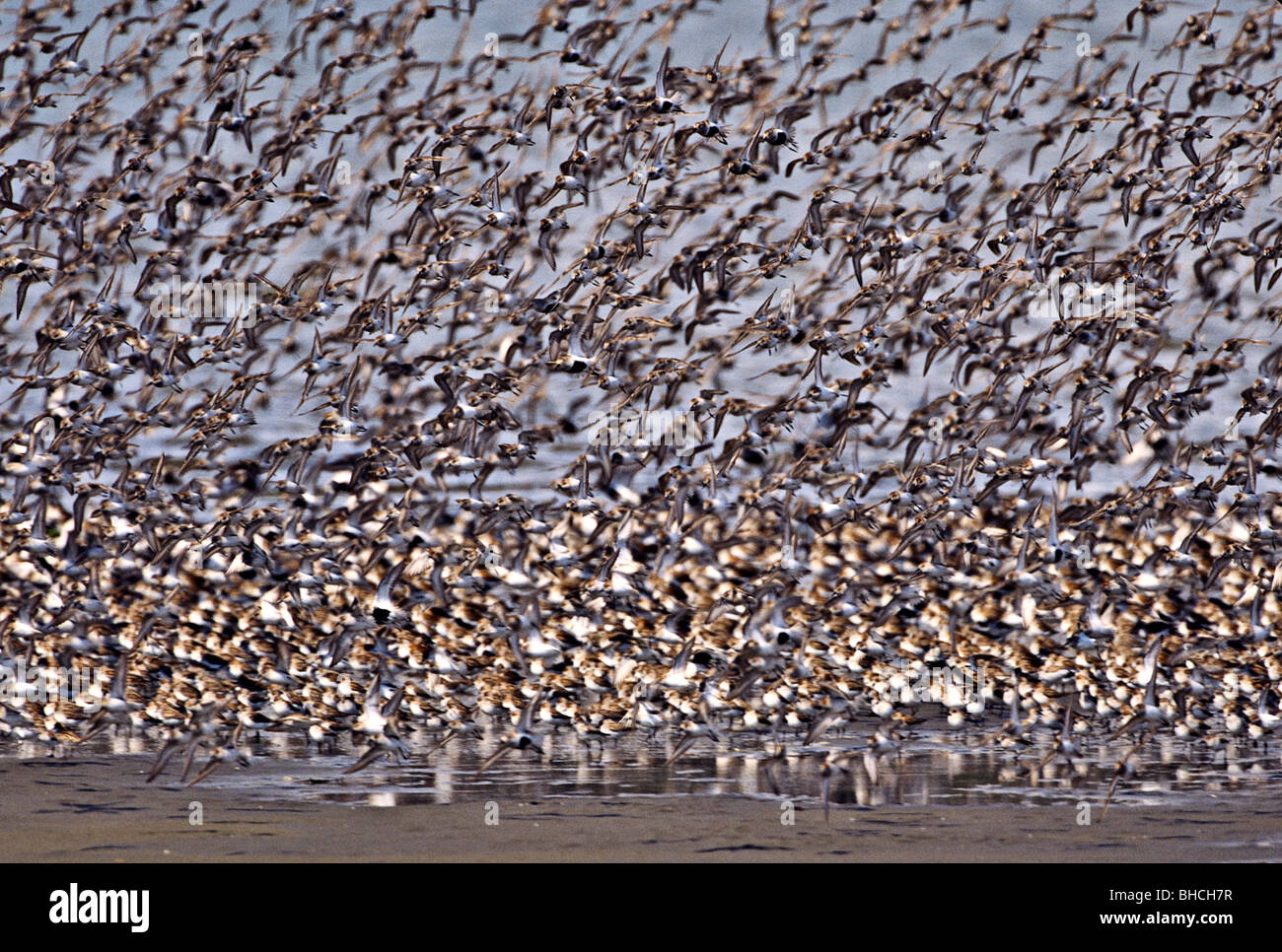 USA, Washington State, Grays Harbor National Wildlife Refuge. Massed western sandpiper and other shorebirds in flight Stock Photo - Alamy USA, Washington State, Grays Harbor National Wildlife Refuge. Massed western sandpiper and other shorebirds in flight Stock Photo - Alamy
