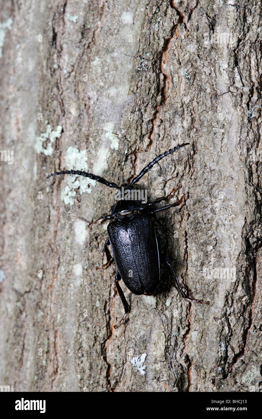 Broad-necked root borer, Prionus laticollis on the side of a tree. Stock Photo