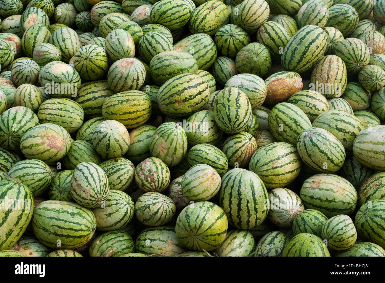 Citrullus lanatus. Watermelons for sale on an indian street Stock Photo