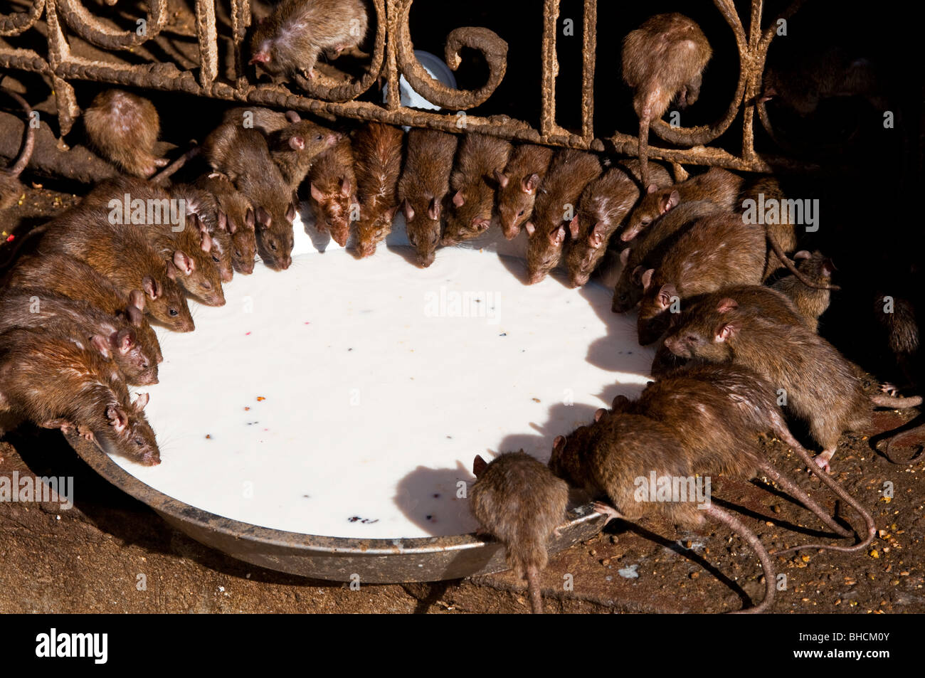 Rats drinking milk from a bowl at the Karni Mata Temple, Rat Temple
