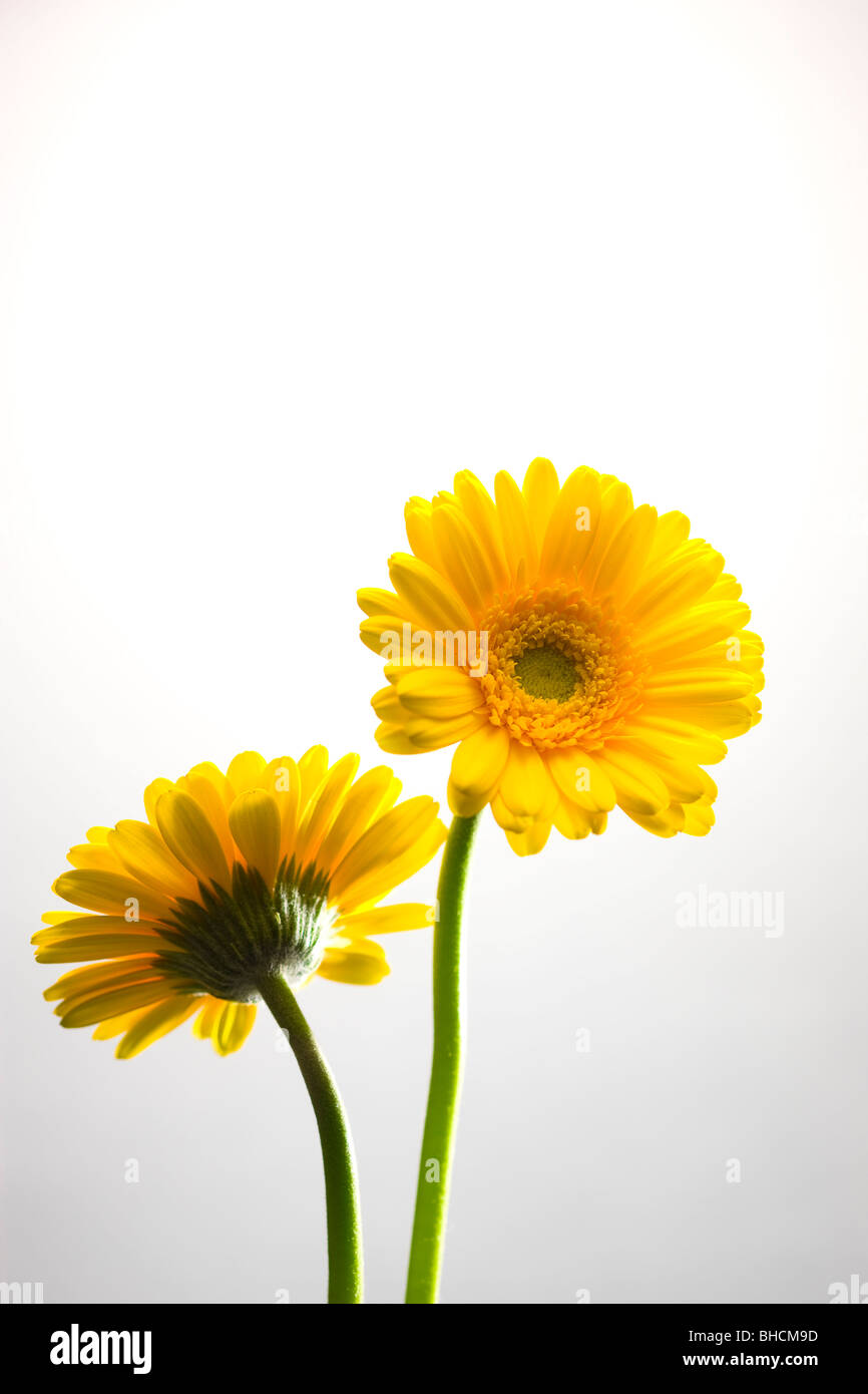 Gerbera daisy Stock Photo