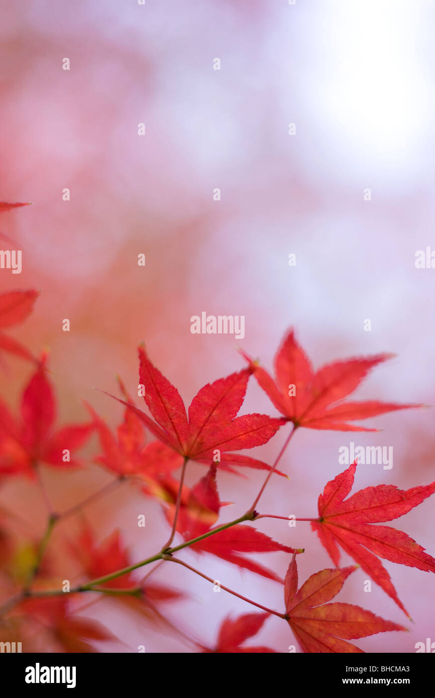 Autumn colored japanese maple hi-res stock photography and images - Alamy