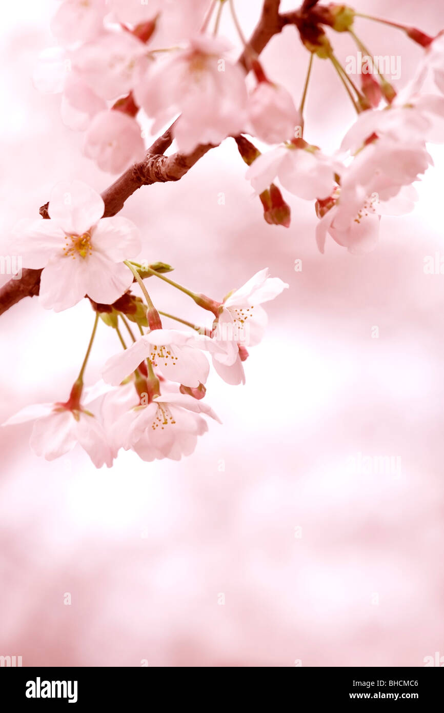 Photography Of Cherry Blossom High Resolution Stock Photography and ...