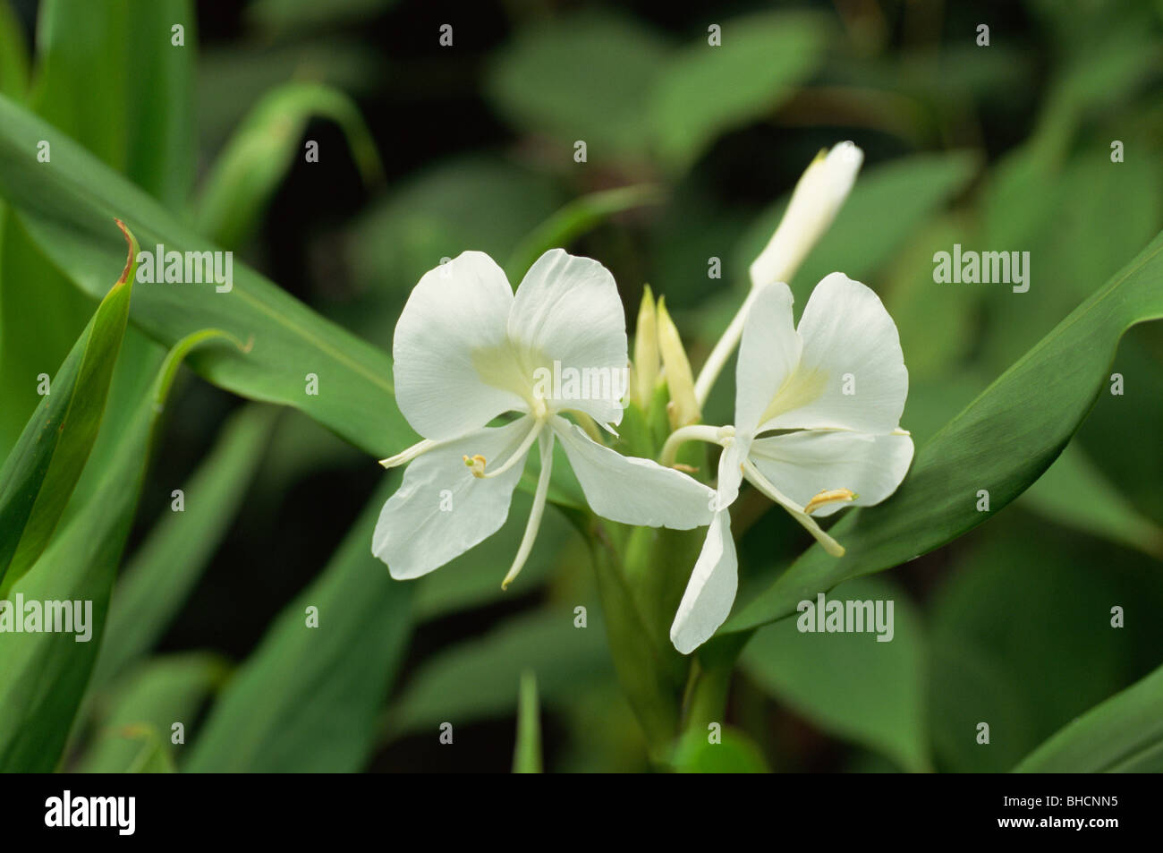 White Ginger Lily Hedychium Coronarium Stock Photo Alamy
