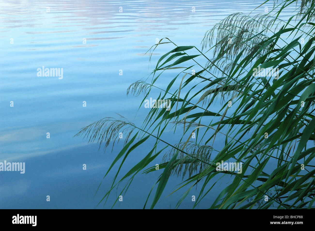 Plant reed hi-res stock photography and images - Alamy