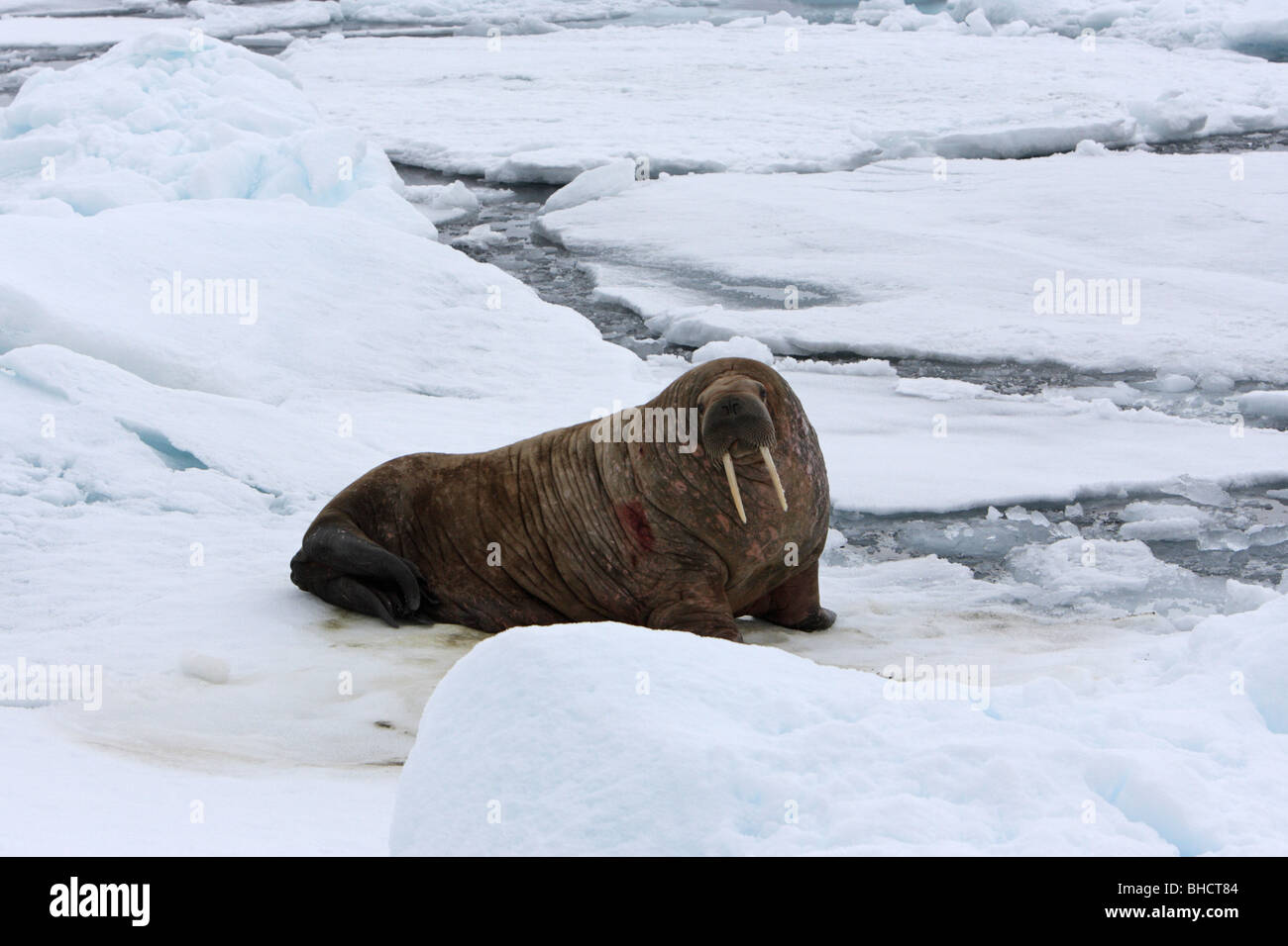 Walrus Odobenus rosmarus with eye contact lying on a ice flow Stock Photo