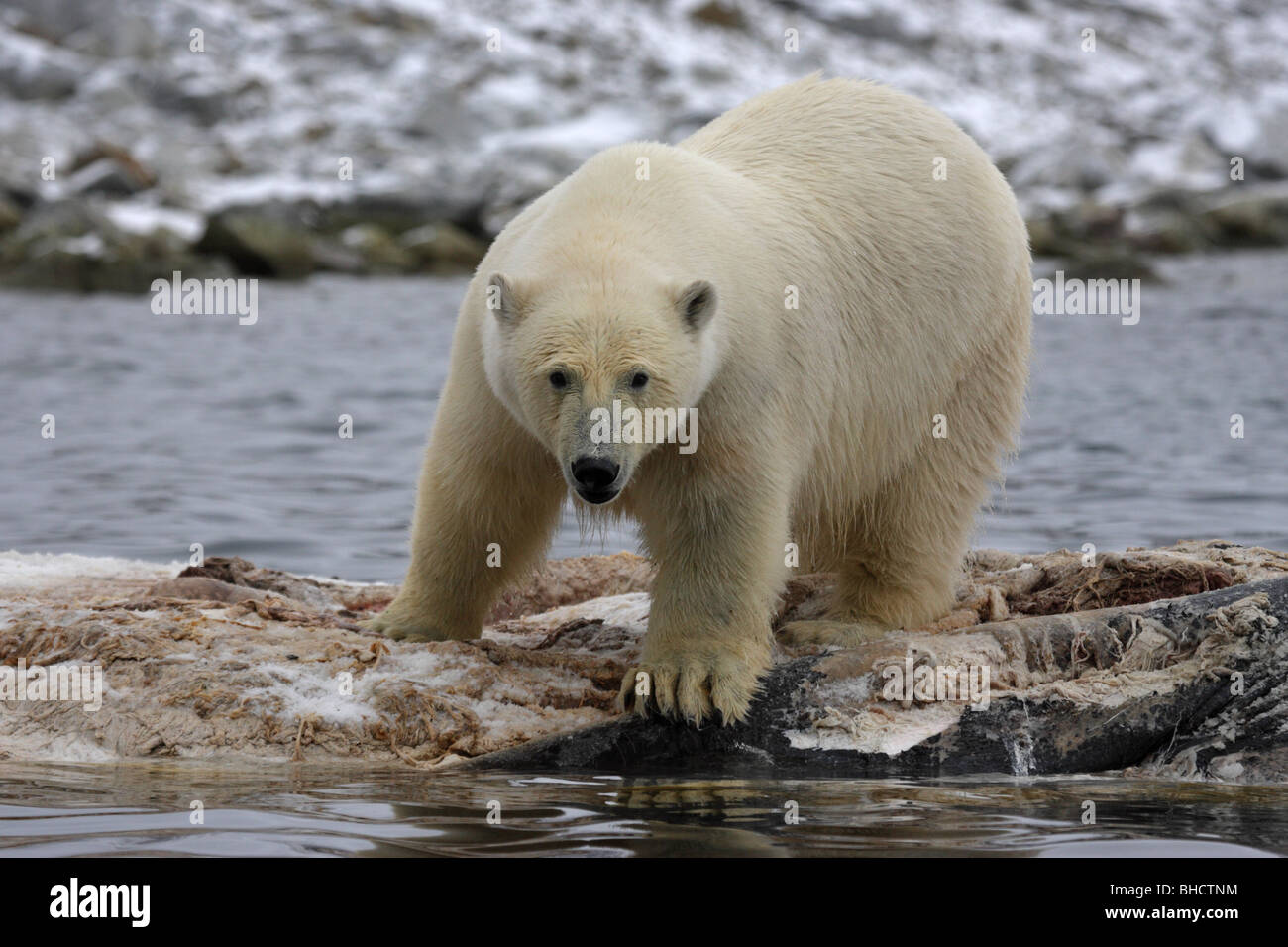 Polar Bear Ursus maritimus close standing feeding with eye contact on fin whale carcass floating in the water with a reflection Stock Photo