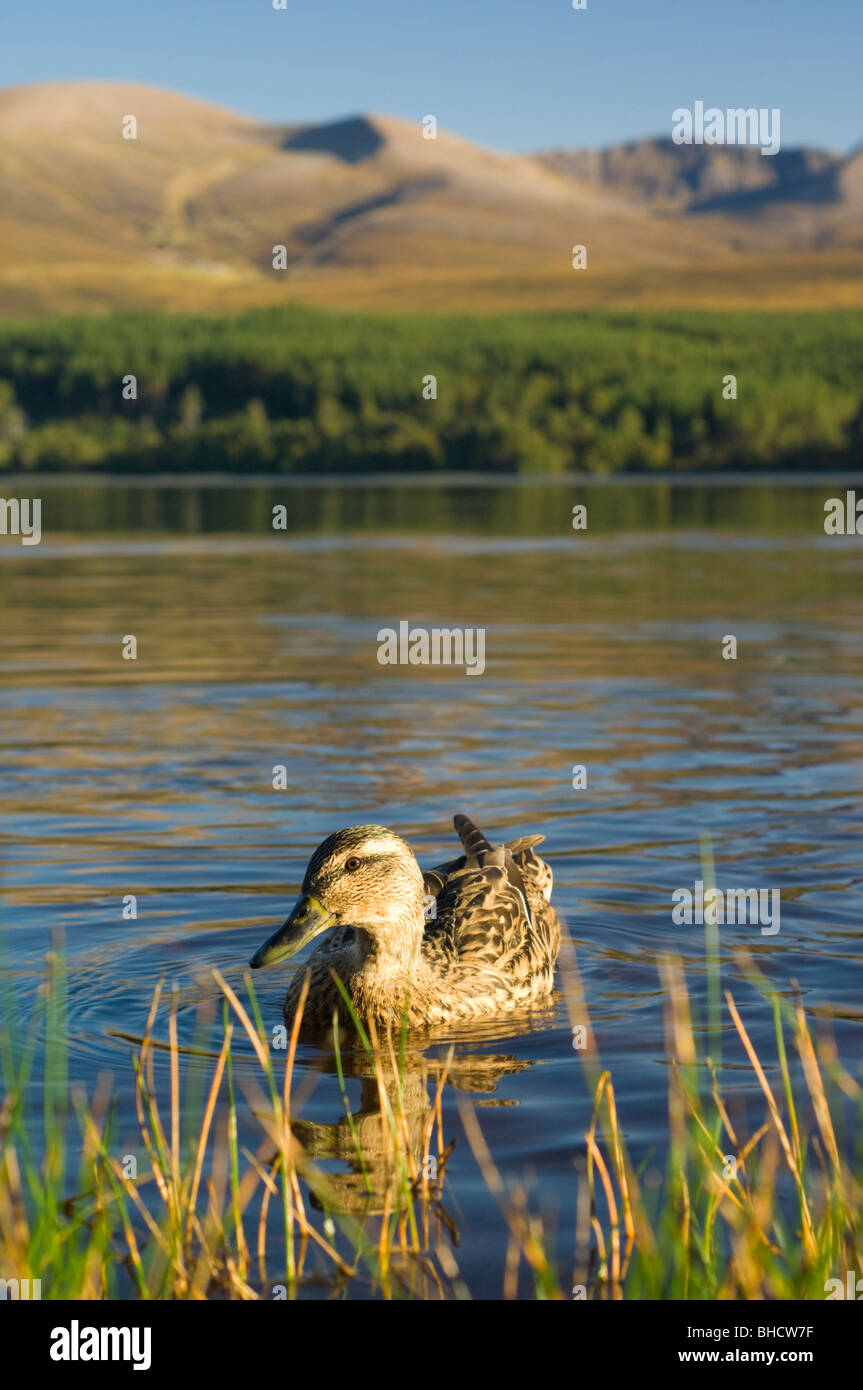 Mallard duck female on Loch Morlich in Glen More, with the Cairngorms behind, Scottish Highlands. Stock Photo