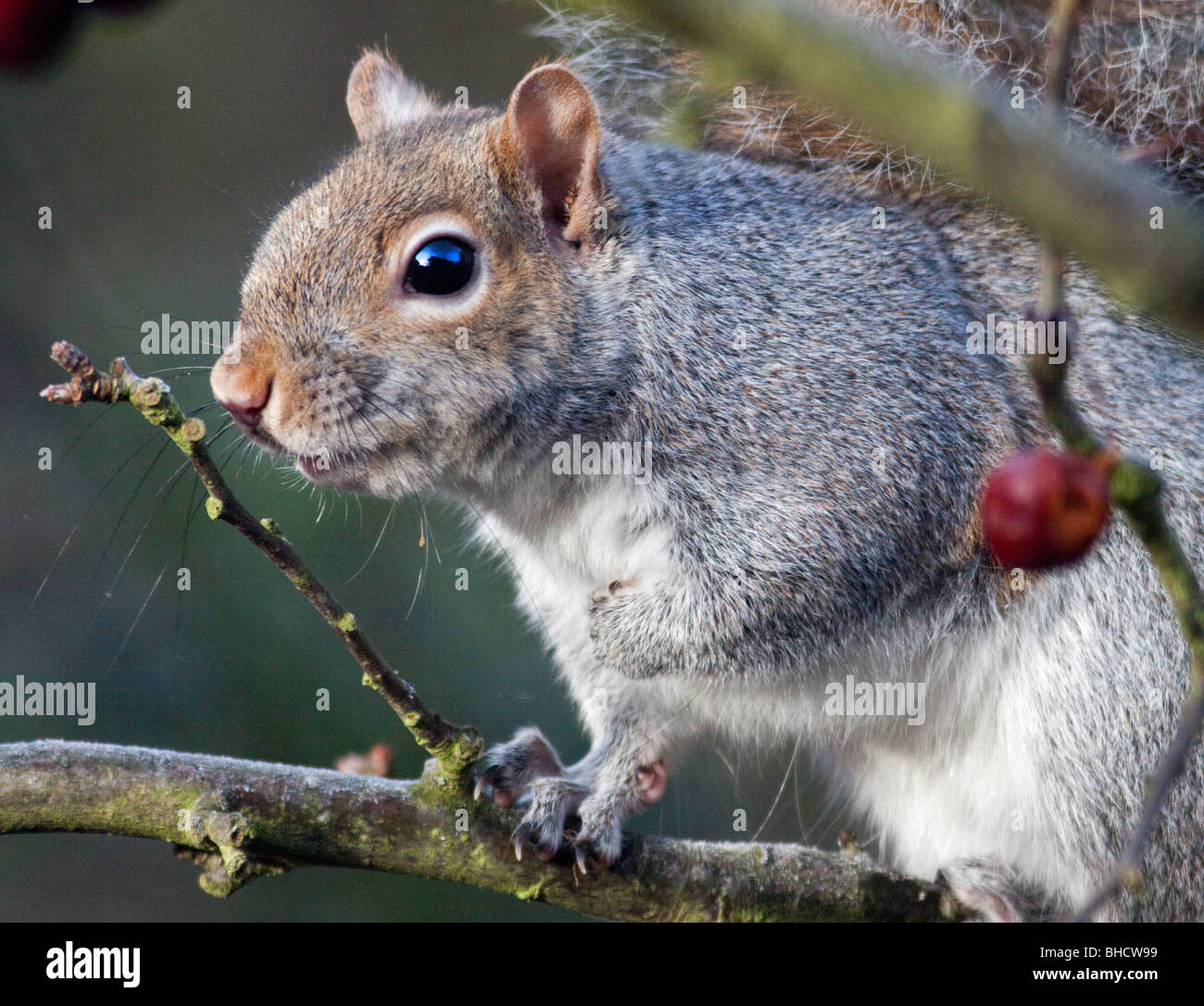 Grey Squirrel (sciurus carolinensis) in Tree Stock Photo
