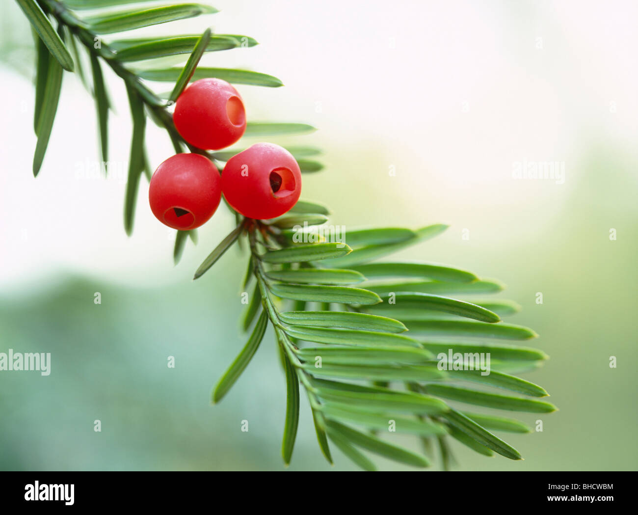 Red berries on yew tree. Tomakomai, Hokkaido, Japan Stock Photo Alamy