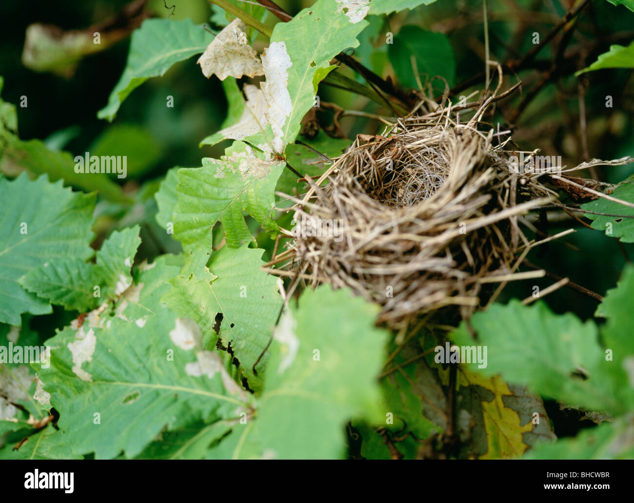 Bird's Nest. Chitose, Hokkaido, Japan Stock Photo Alamy