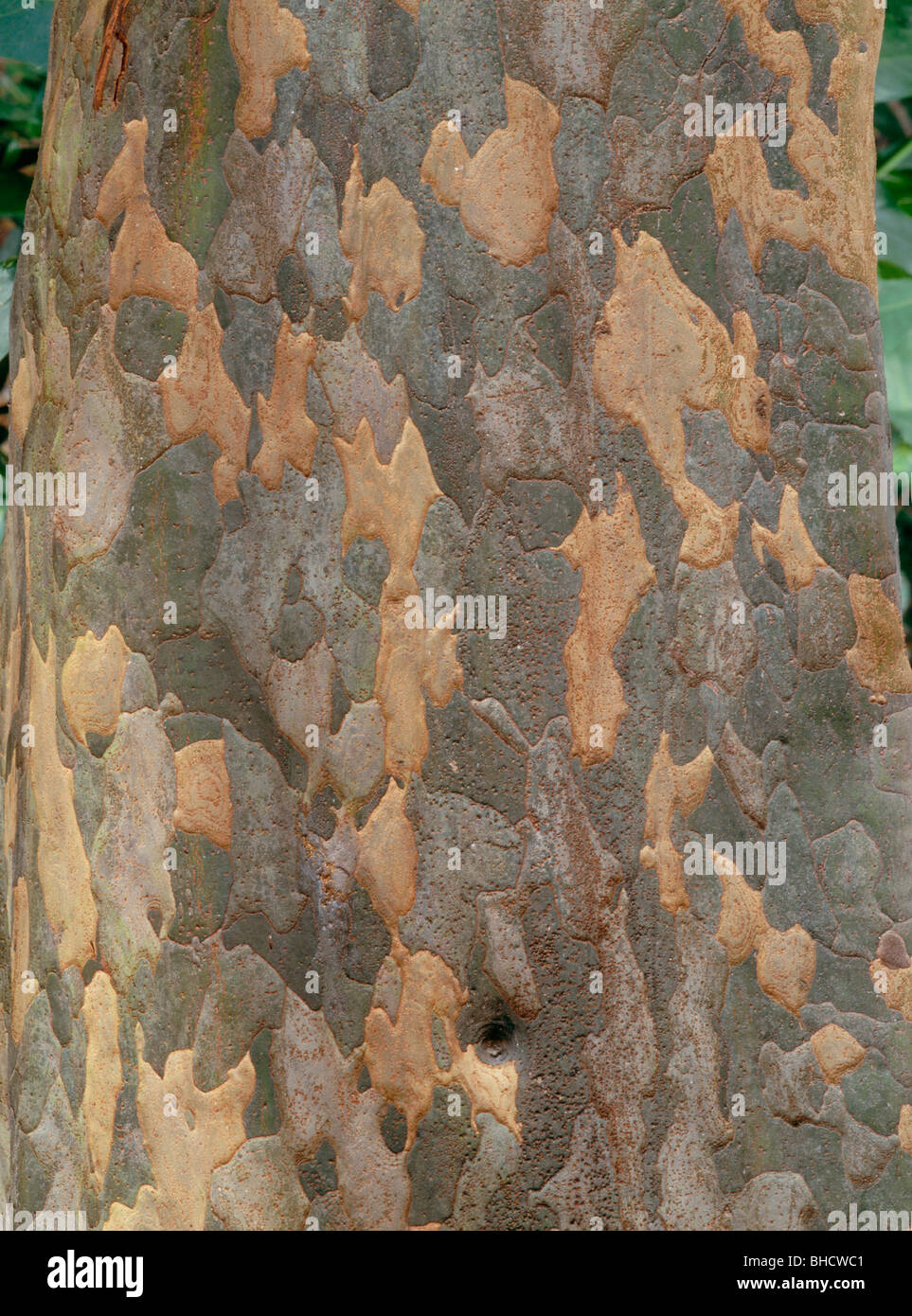 Chinese quince tree bark, Tokyo Prefecture, Japan Stock Photo