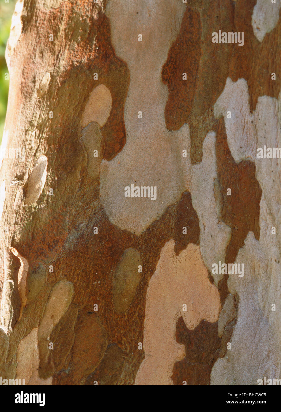 Clethra tree bark. Kanagawa Prefecture, Japan Stock Photo