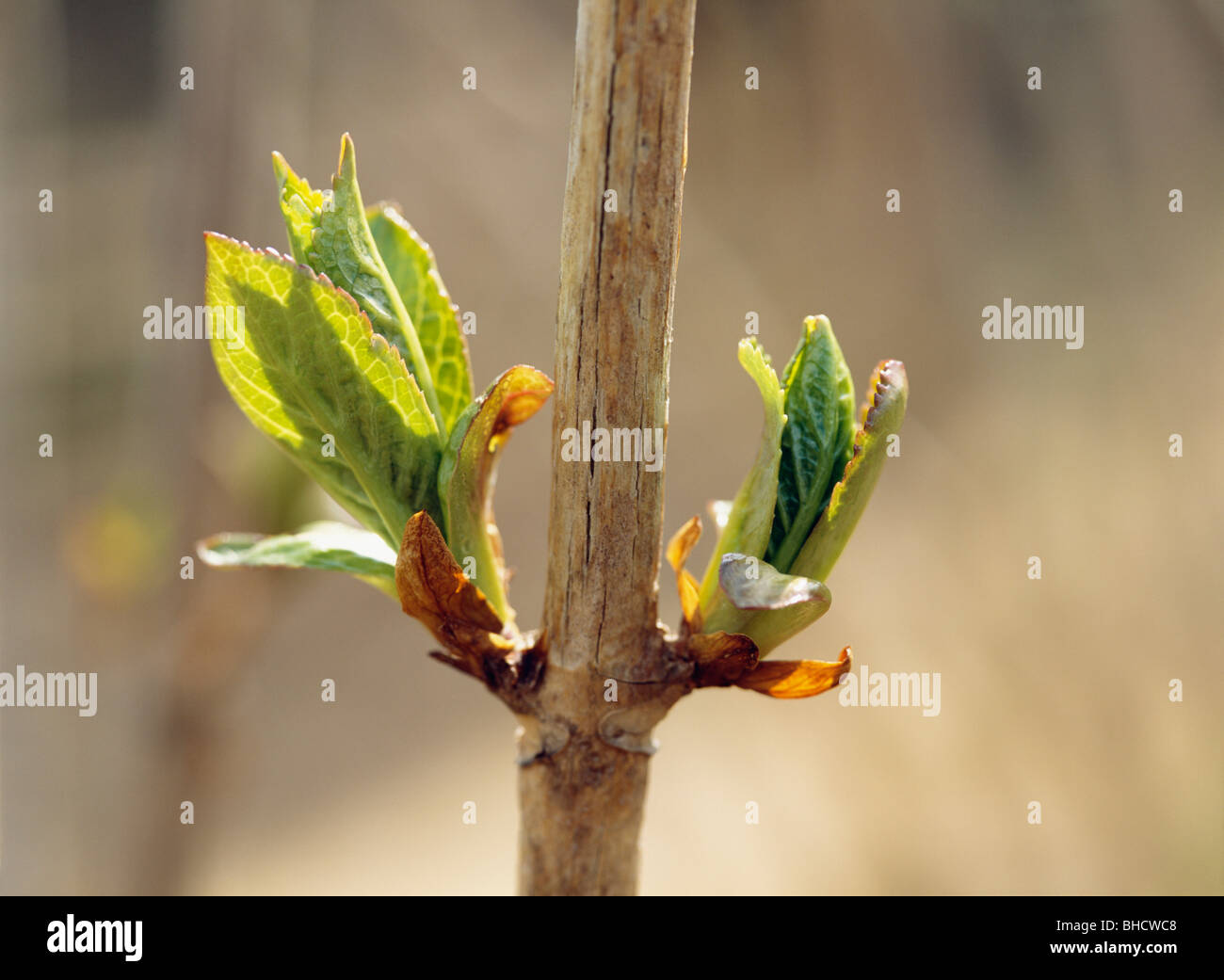 Hydrangea leaf sprout hires stock photography and images Alamy
