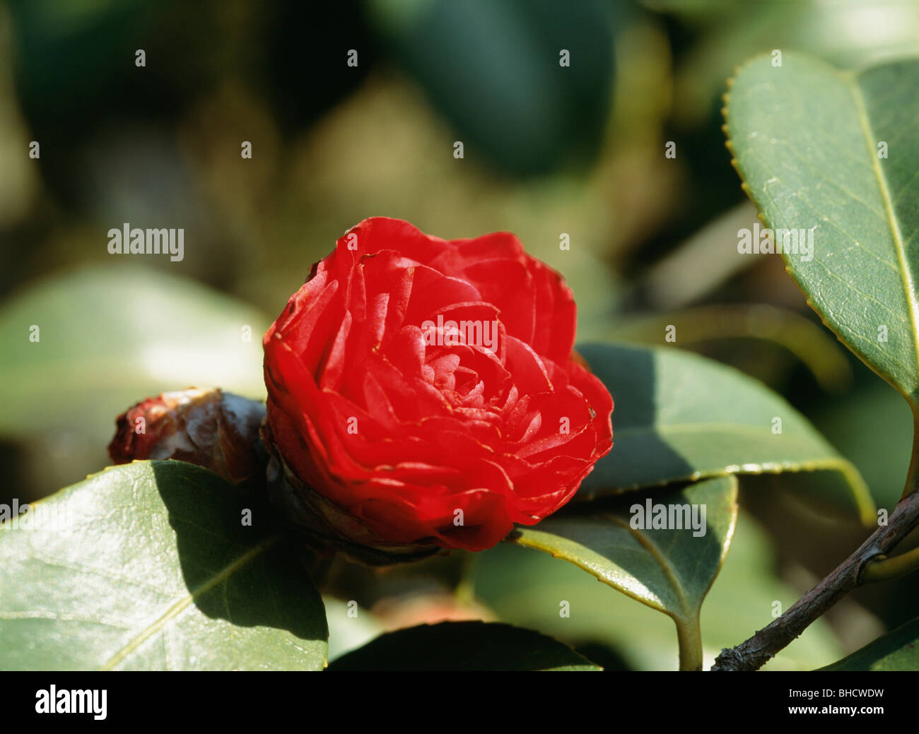 Camellia tokyo hi-res stock photography and images - Alamy