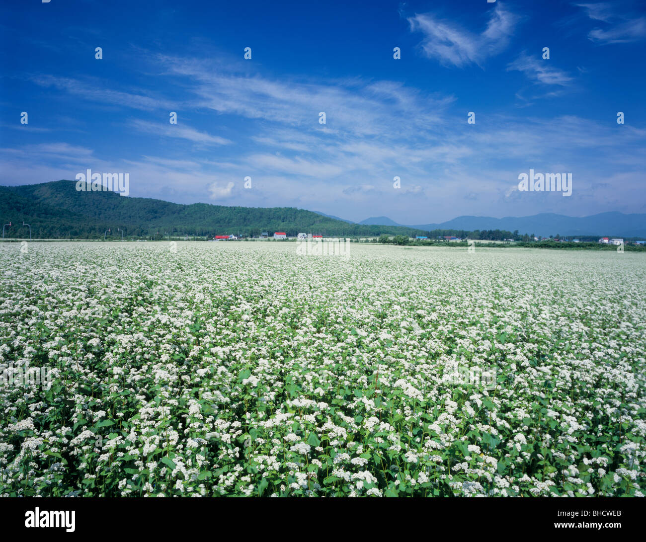 Blooming buckwheat flowers. Horokanai, Hokkaido Prefecture, Japan Stock