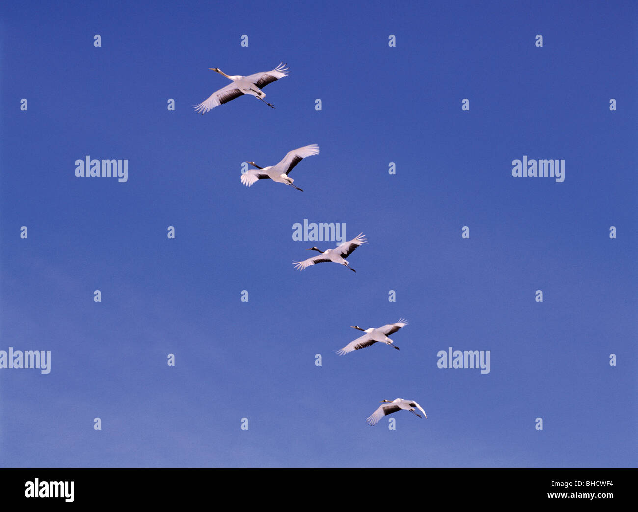 Japanese Cranes flying in blue sky Stock Photo - Alamy