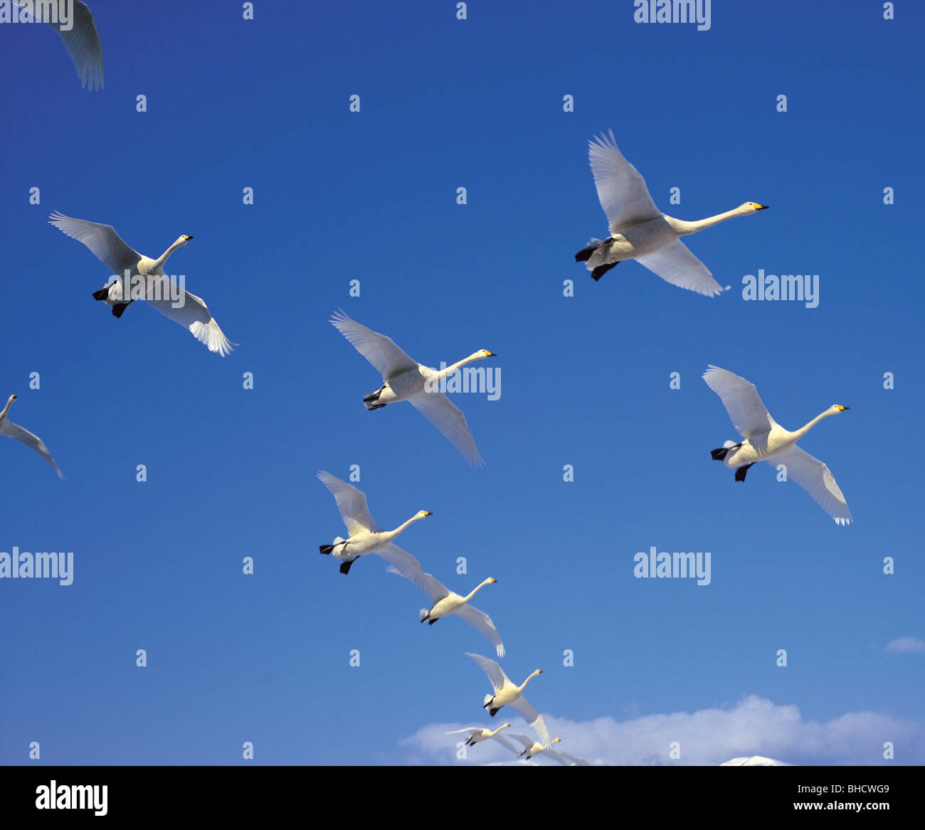 Swans flying in blue sky Stock Photo Alamy
