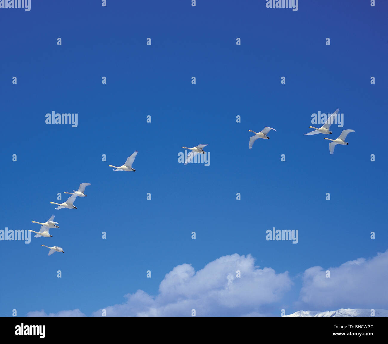 Swans flying in blue sky Stock Photo Alamy