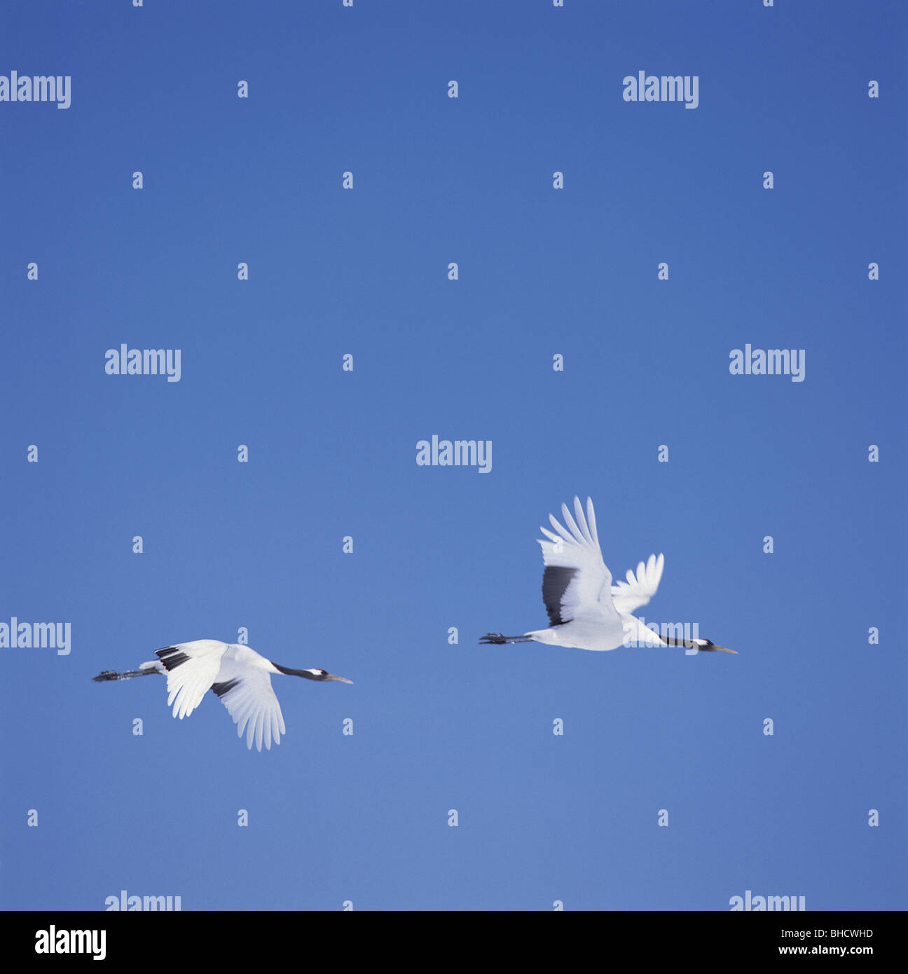 Japanese Cranes flying in blue sky Stock Photo - Alamy