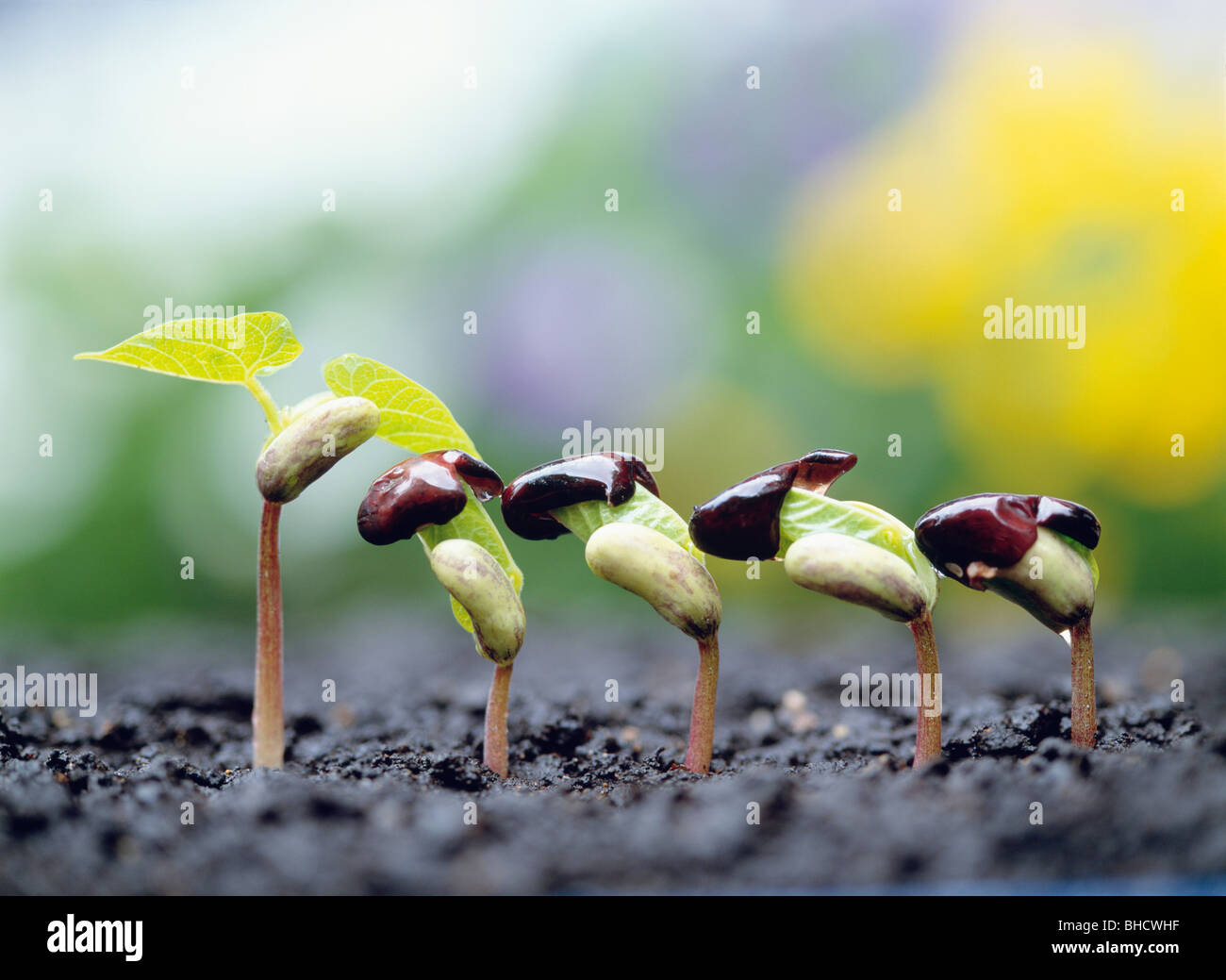 Soybean seedlings hi-res stock photography and images - Alamy