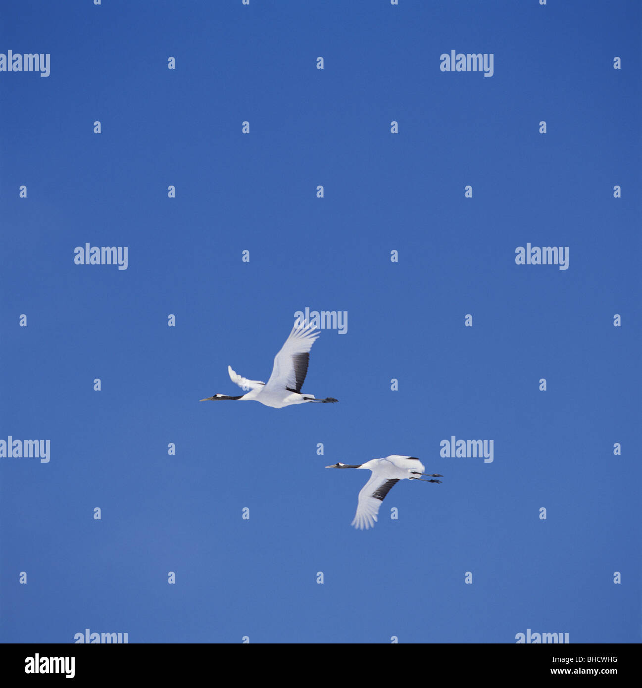 Japanese Cranes flying in blue sky Stock Photo - Alamy